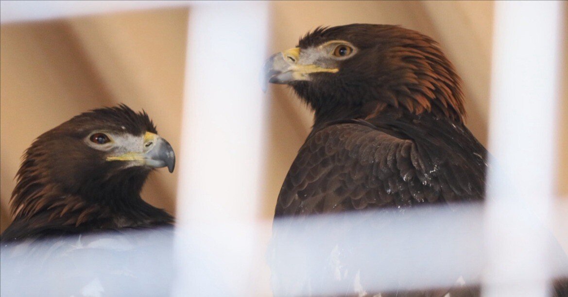 113eda50263ca1b00274f576e47e29