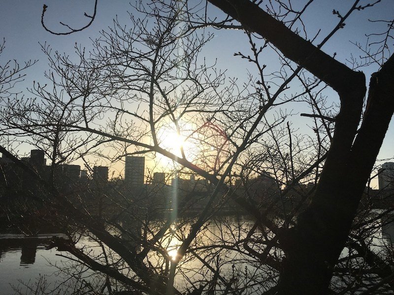 河川敷の木と太陽