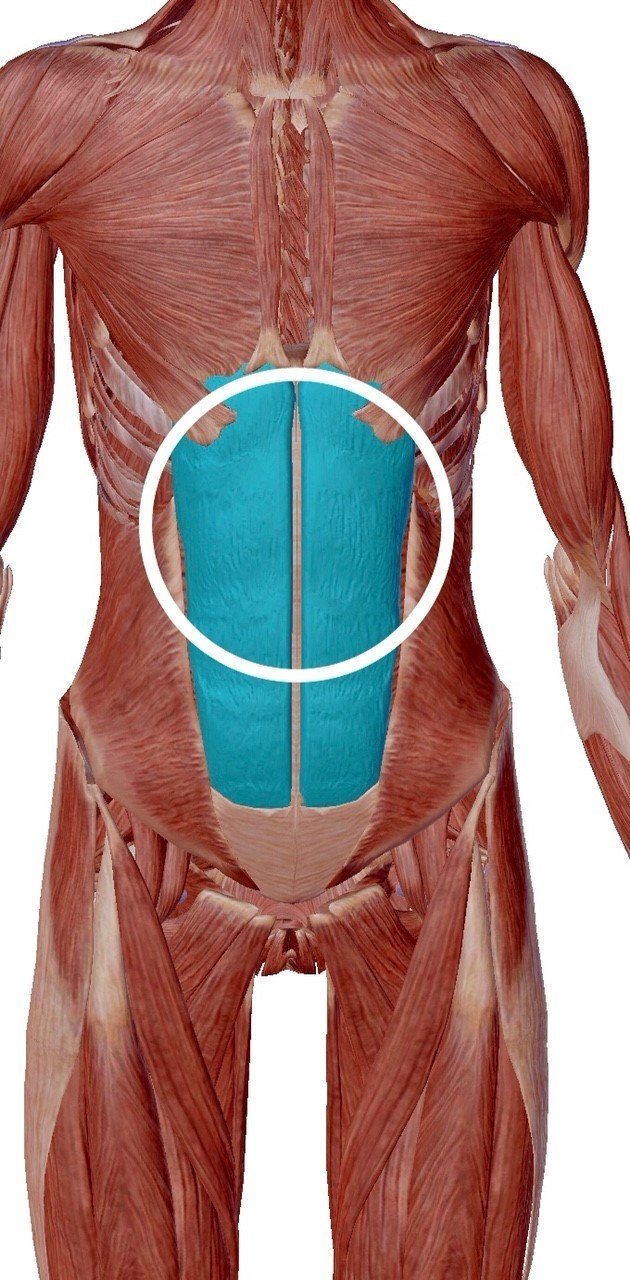 難易度別 自宅で腹筋トレーニング ３つの筋肉に分けました ユウトレ Note