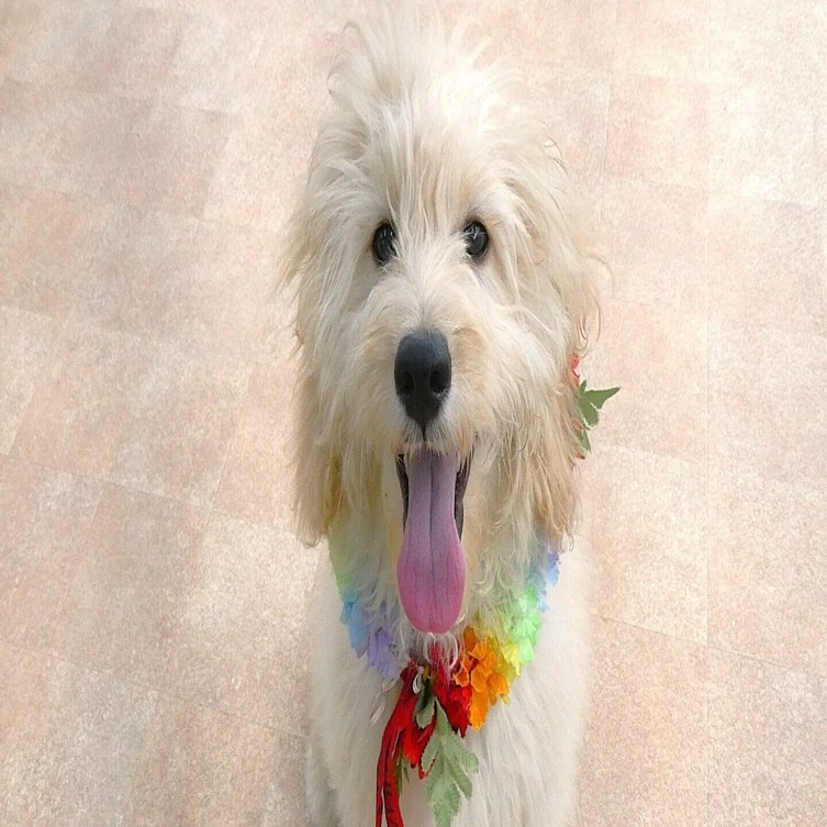 トイプードルの新しい家族を探しています！, image size:1440x753