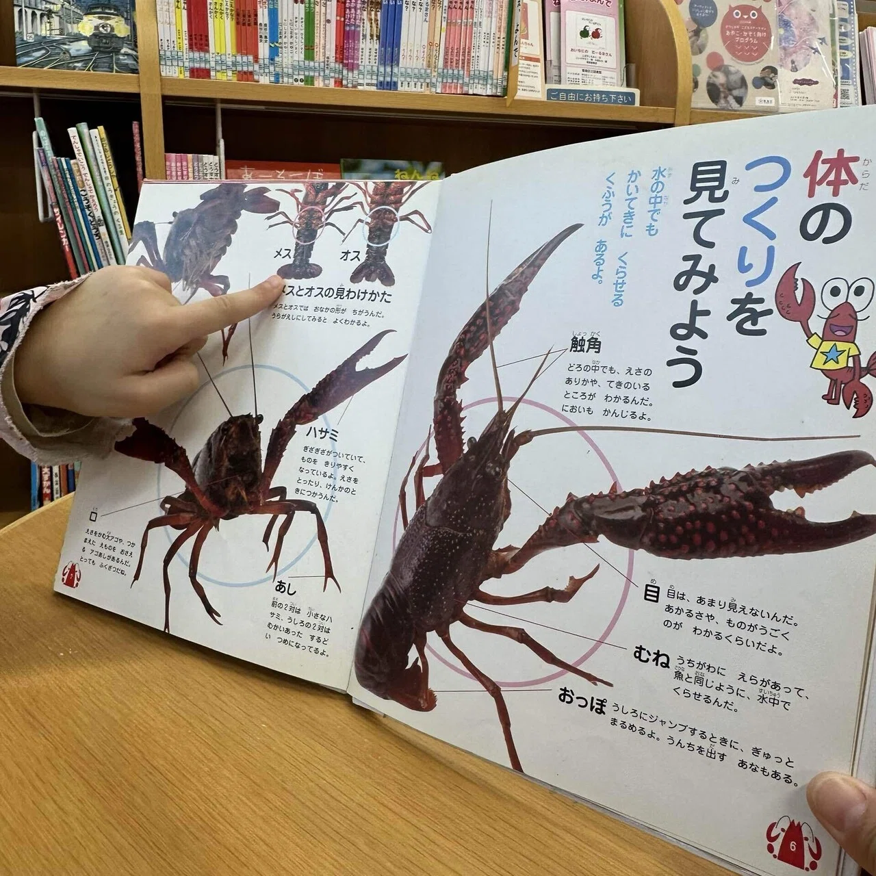 三〇〇パーセントのエビ🦐｜カーン江夏未花
