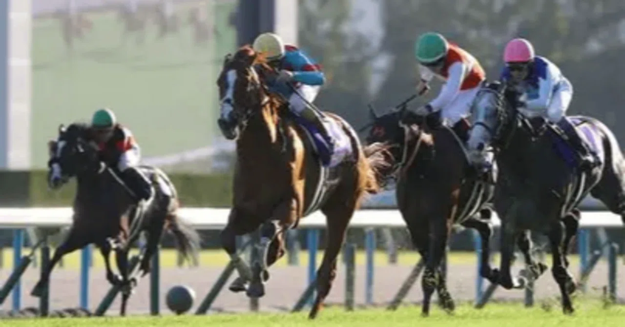 10月26日（日）菊花賞 G1 メインの京都競馬｜BRIANMARINOS