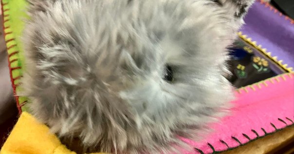 ペケJ Moflin ぬいぐるみ グレー　クラウドファンディング版 ペケJ Moflin ぬいぐるみ グレー クラウドファンディング版 ペケJ