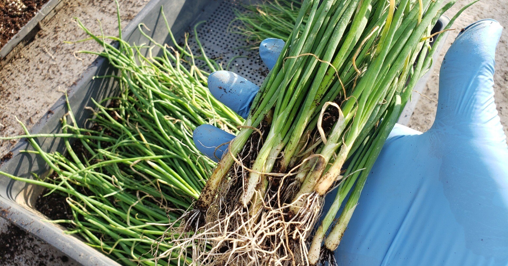 直ちに玉ねぎ苗を買ってください、そして、翌年2月下旬にじゃがいも