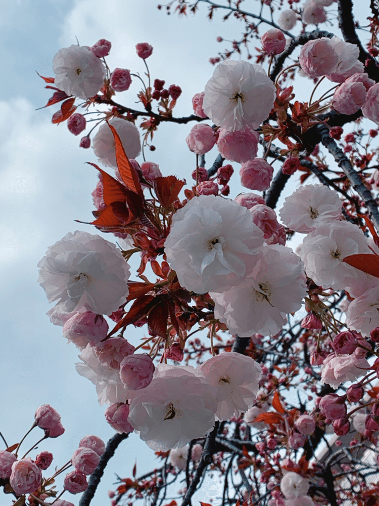 かわいいね🌸🌸
#花テロ　#花テロ介　#花テロ2020
#これもパニエっぽい