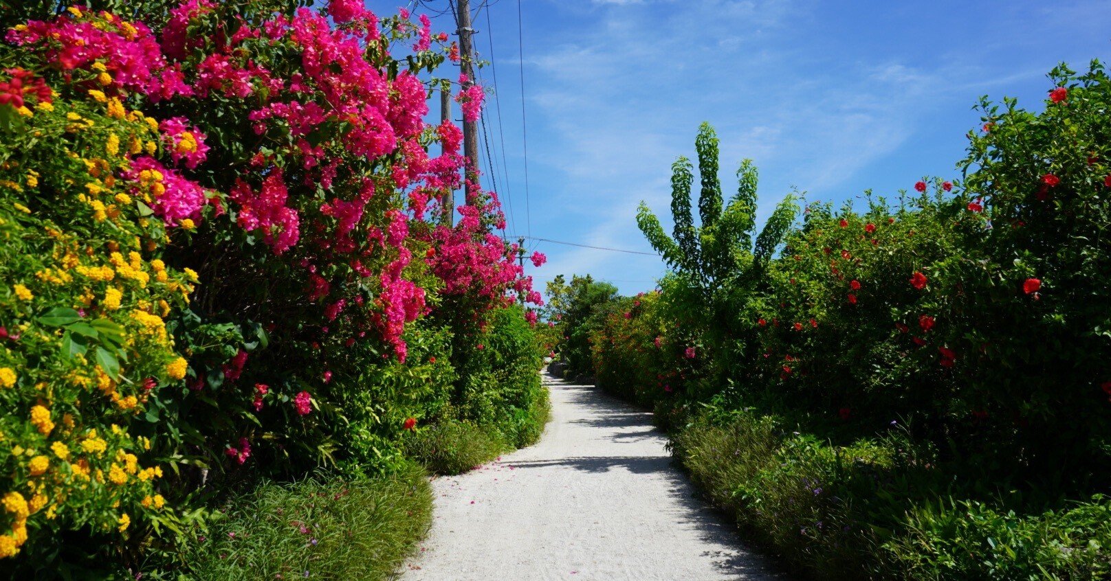 かけだしフリーランス｜1週間石垣島で強制ワーケーションしてきた話
