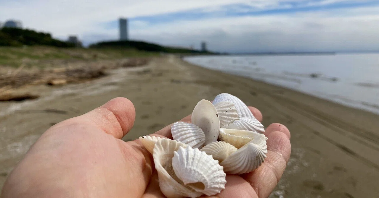 ハイガイと大きな貝殻がいっぱい！県立幕張公園の豊砂の浜で 