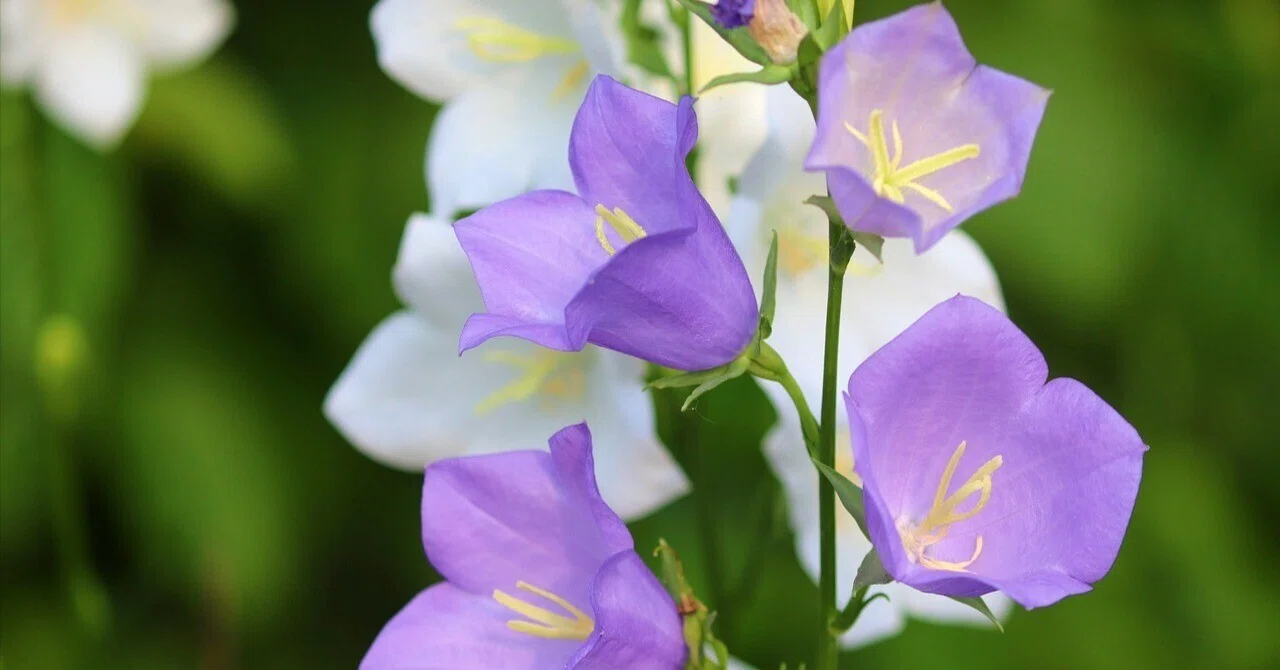 カンパニュラ | 西洋の草原に揺れる鐘の花｜Fioria｜花とハーブのWeb 