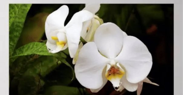 ユッカグロリオサ花茎④ 開花！｜Ikkyu