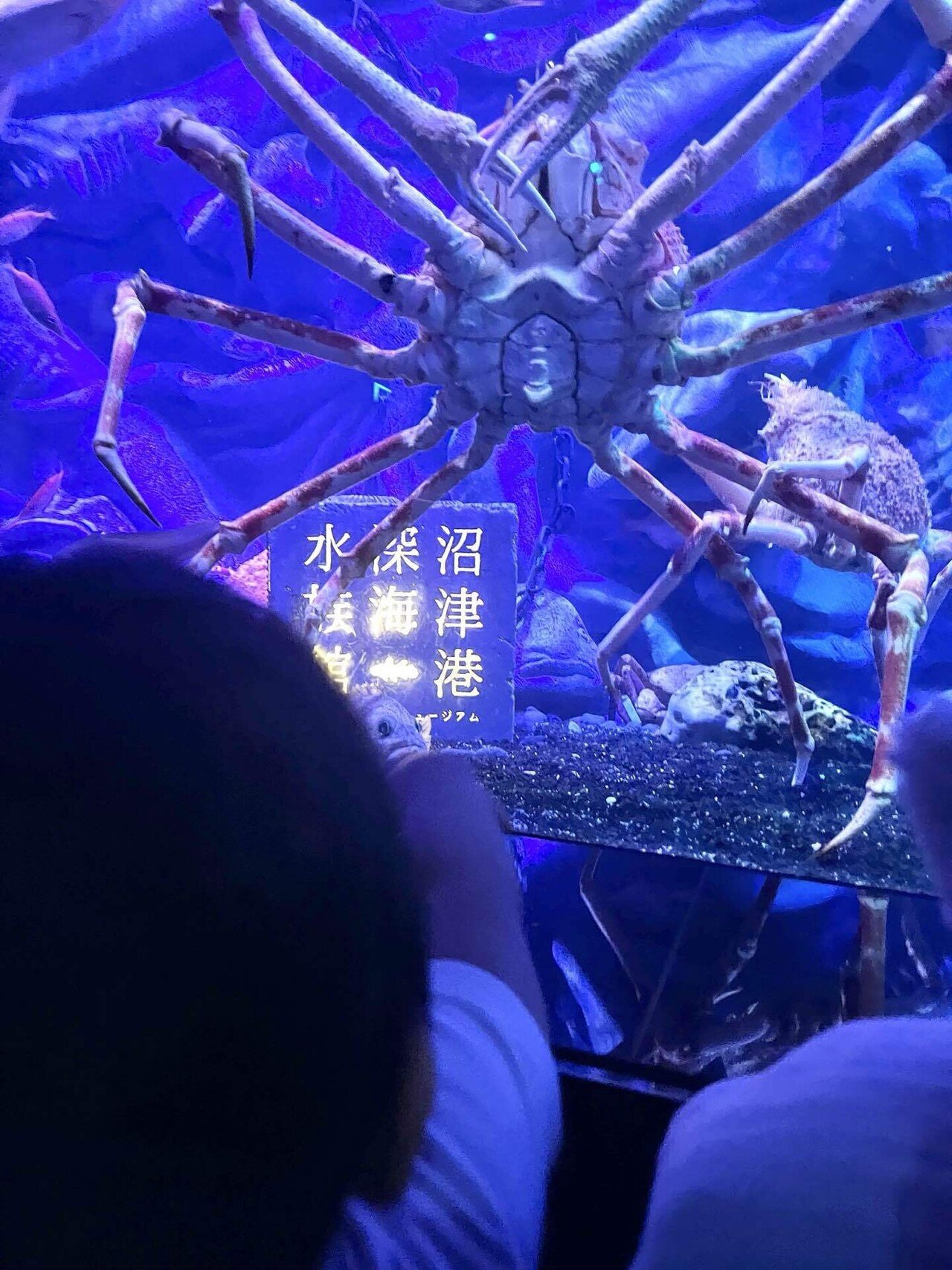 娘が「タカアシガニが見たい」と言ってたので、沼津港深海水族館に行っ