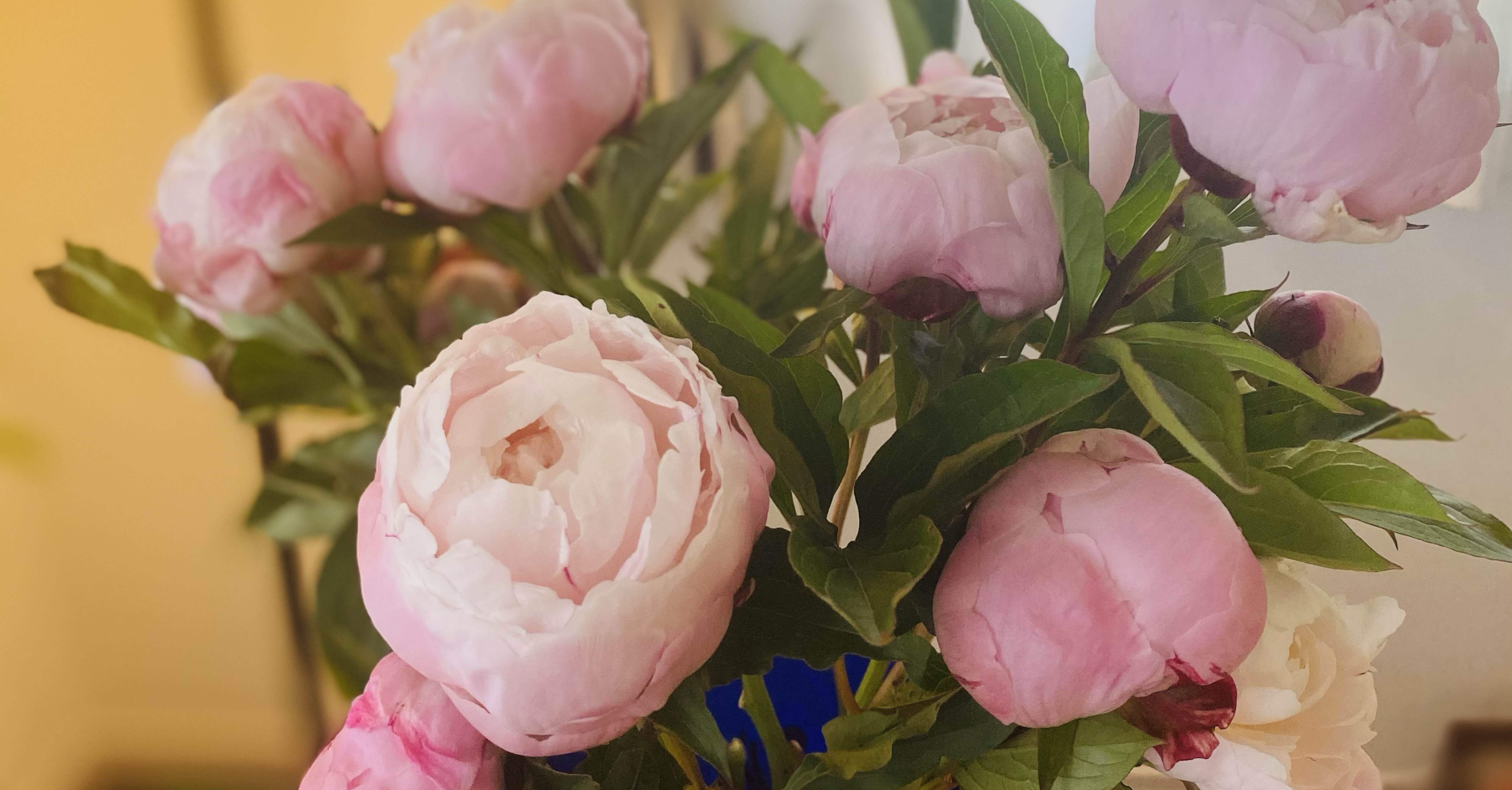 アルジャーノンに花束を」〜魂に捧げる花束を〜｜青葉