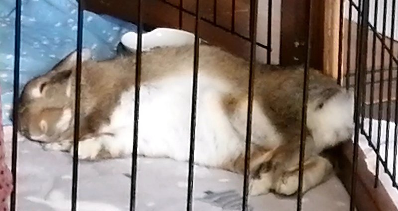 ᐢ..ᐢ₎うさつぶ - 2025-12｜mike｜note