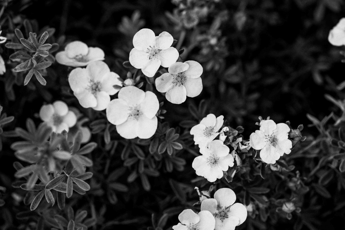 モノクロ原画 花❁❀✿✾ Flower series 2025 Lycoris radiata〔red spider lily〕 彼岸花
