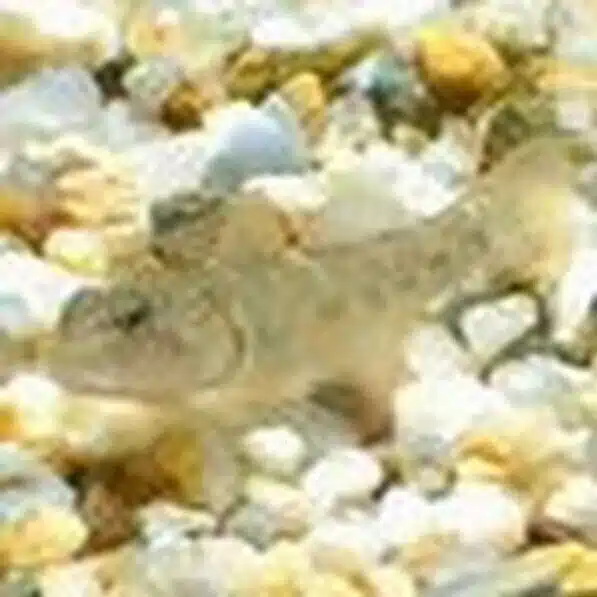 ヨシノボリ
