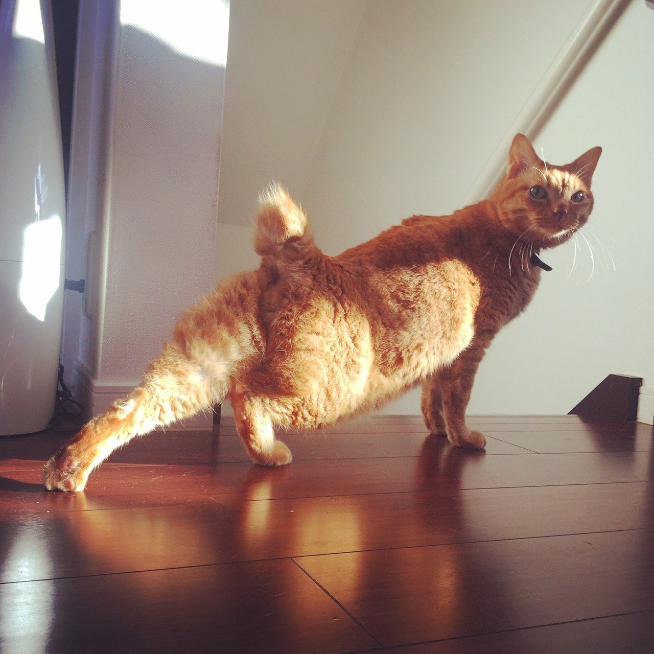 変なタイミングで呼びかけられた猫 Mizunote Note 変なタイミングで呼びかけられた猫 Mizunote Note