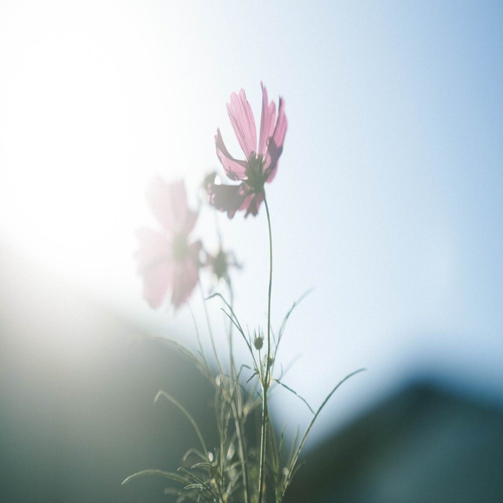 コスモス様 コスモス レッドイリュージョン｜種（タネ）,球根,苗,資材