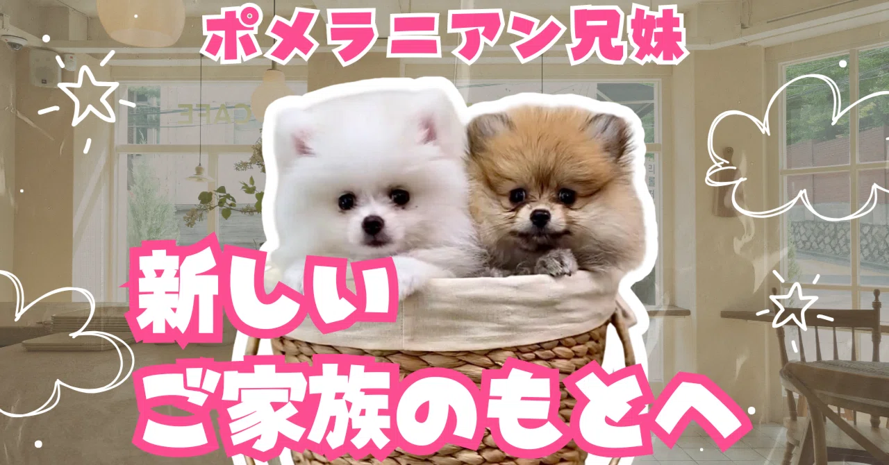ポメラニアン子犬兄妹、無事に新しいご家族のもとへ｜ぷう／Mog Mog