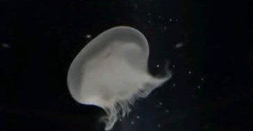 7e654355e1b557c84096ef59fd94a8