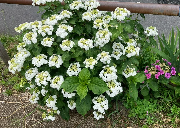 放置されていた2025年の紫陽花の写真｜高崎すずか