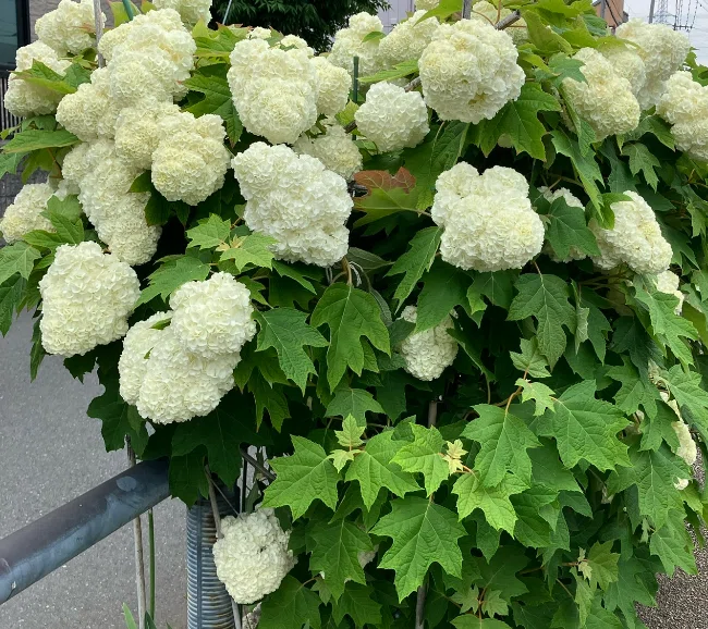 放置されていた2025年の紫陽花の写真｜高崎すずか