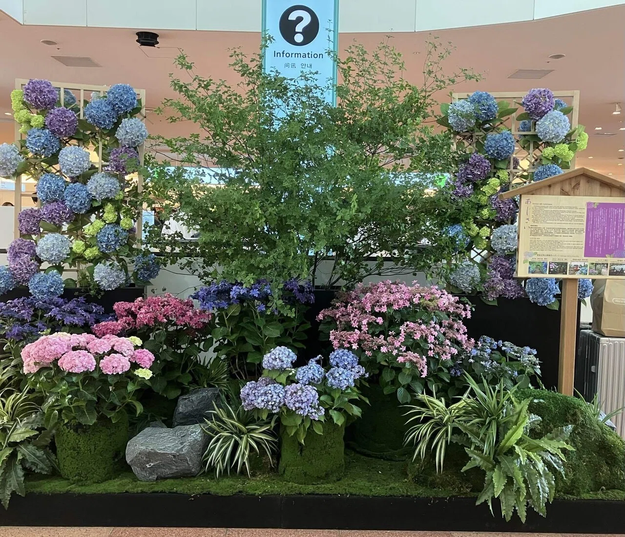 放置されていた2025年の紫陽花の写真｜高崎すずか