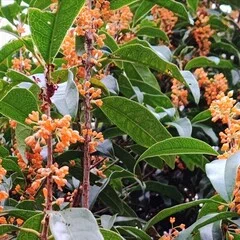 良寛 野の花の歌』 解説 本間明 水彩画 外山康雄｜tasty_avocet591