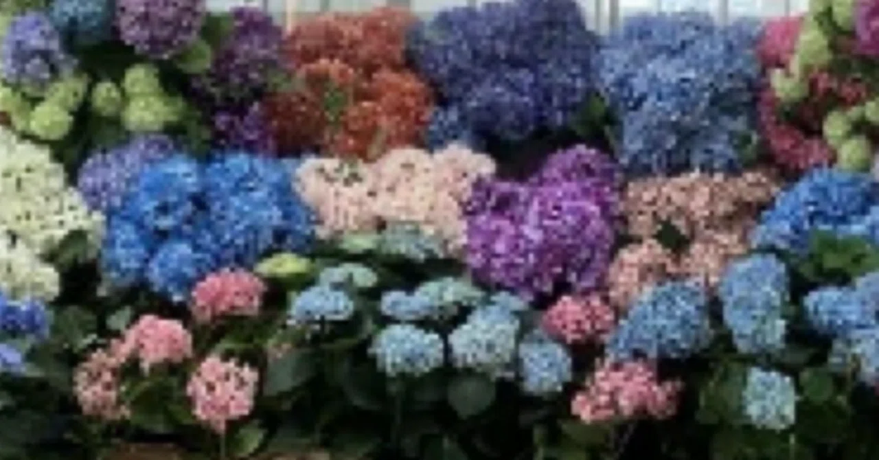 放置されていた2025年の紫陽花の写真｜高崎すずか