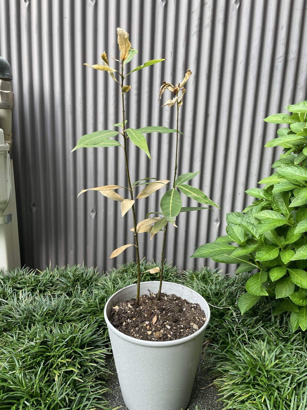 どんぐりの木｜植替え記｜マルー