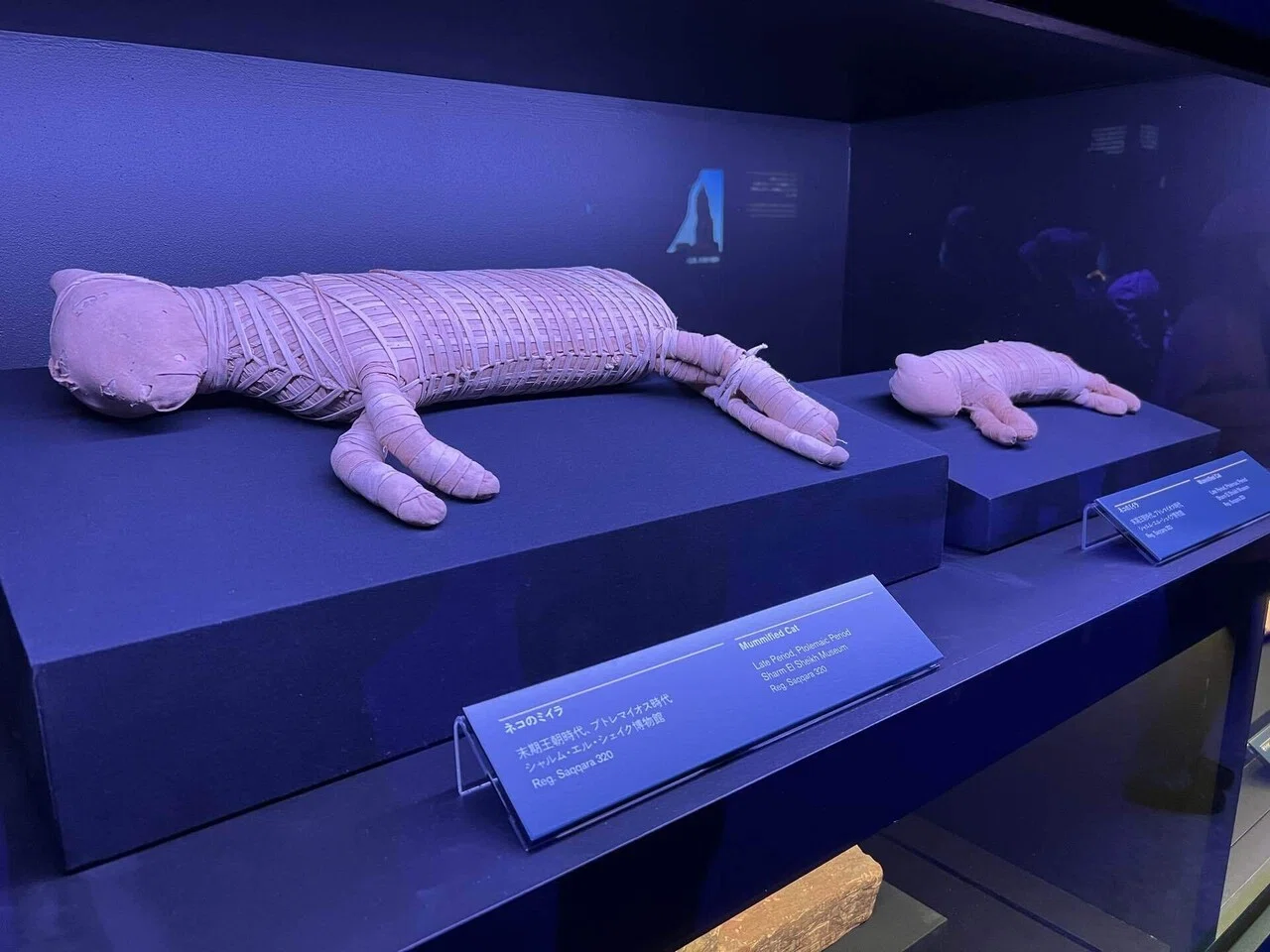 豊洲「ラムセス大王展」体験レポ！VRで古代エジプトを旅してきた 