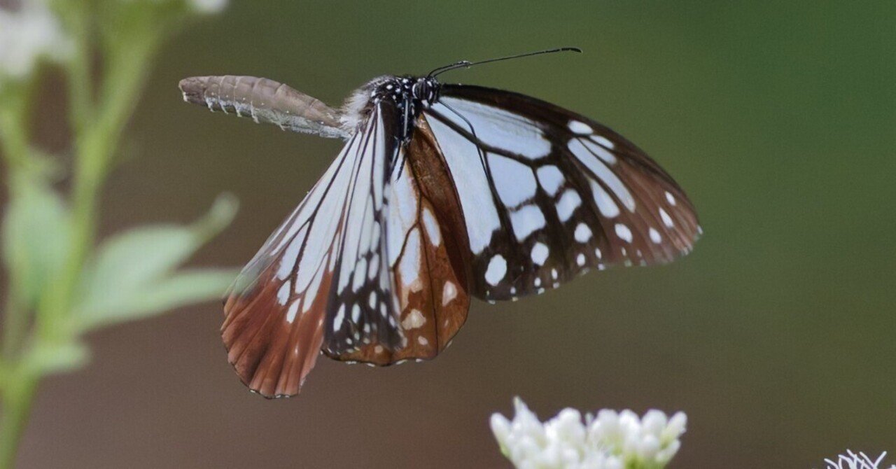 旅する蝶アサギマダラⅡ'25｜Miya