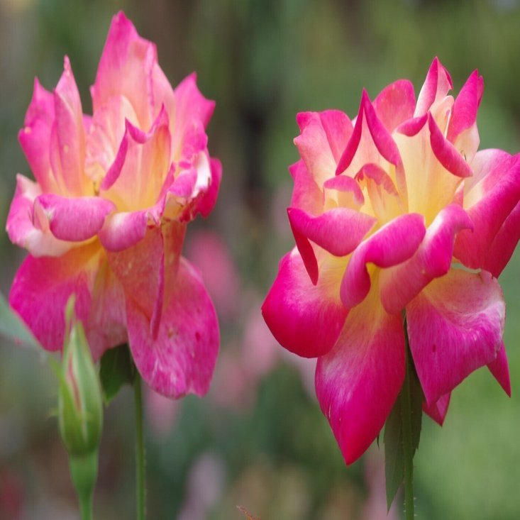 第27話 谷津バラ園2025秋｜Yasuhiro Ts