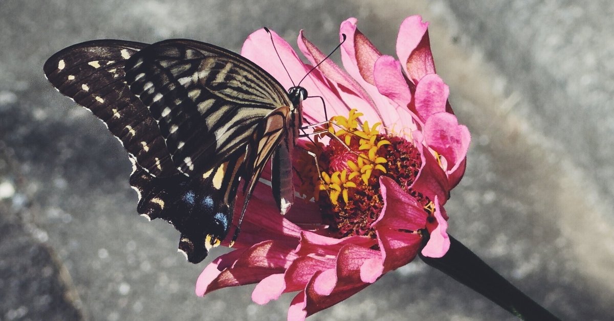 花と蝶 花と蝶 花と蝶 花と蝶 カード検索 ｜ Z/X - Zillions of