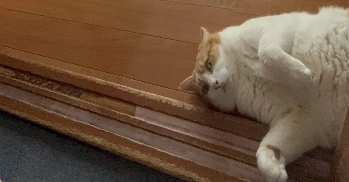 èŠåºãç»å