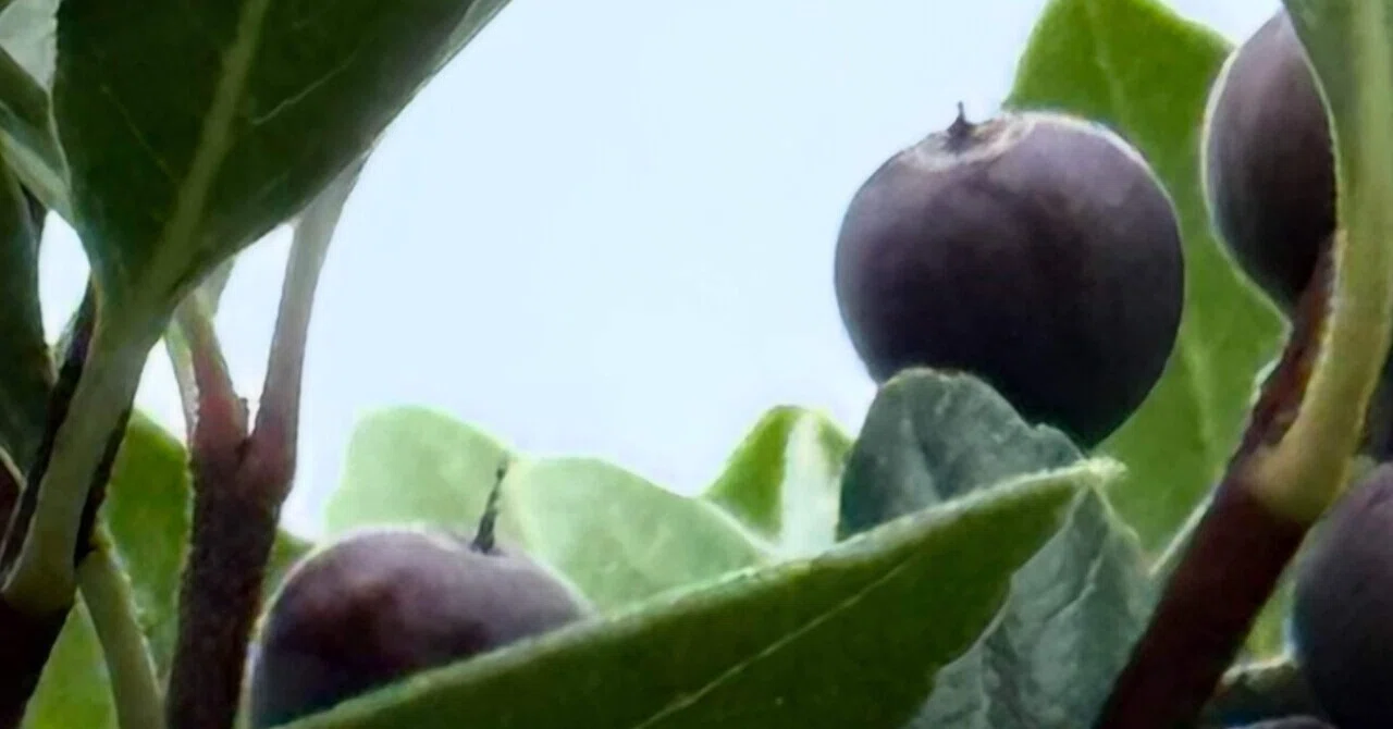 シャリンバイ その実の食べ頃サインは、鳥により違う？｜EGGSEED