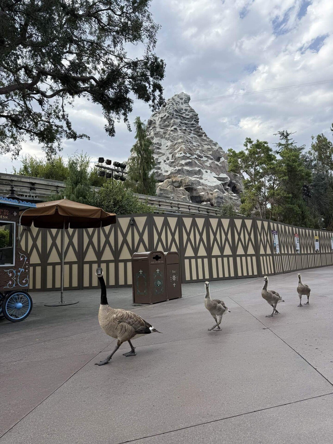 25年7月アナハイムディズニー】4日目｜ディズニーと旅行に溺れたsummer