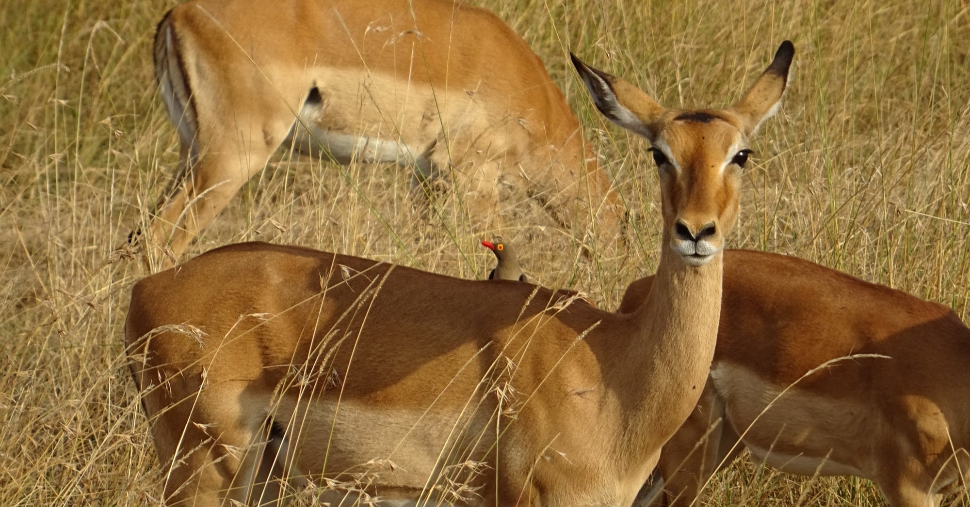 インパラステーキ アフリカの大自然 ゲームミートの今 Shuko Takeda Shukoの世界グルメ紀行 Note インパラステーキ アフリカの大自然 ゲームミートの今 Shuko Takeda Shukoの世界グルメ紀行 Note