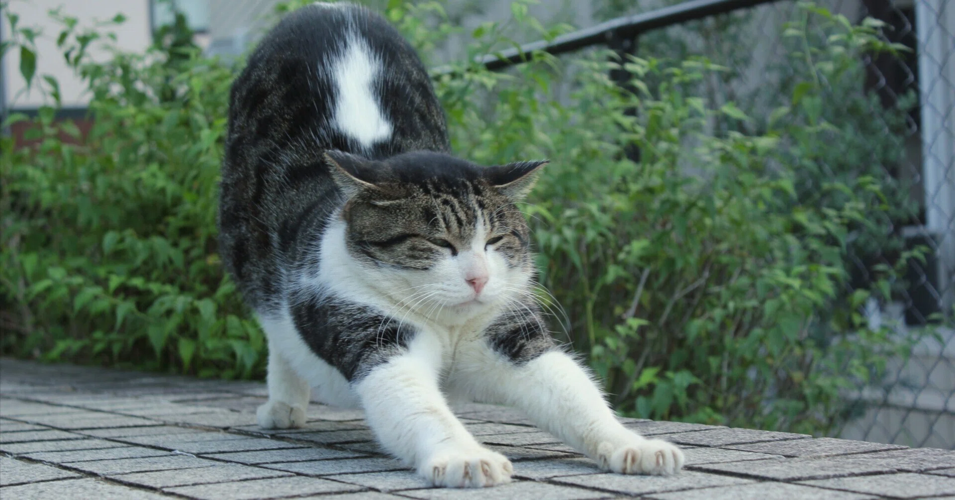 猫がすき② / 最近の野良猫さん｜sama sama