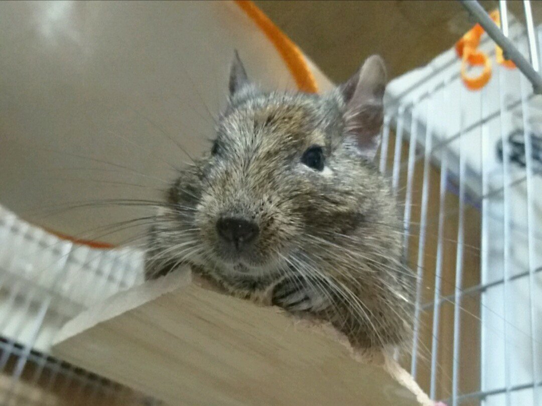 デグーのいる生活 髙橋多聞 Note デグーのいる生活 髙橋多聞 Note