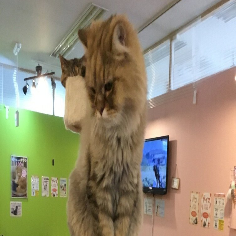 癒しの猫カフェ「ニャン'zcompany」さん｜(株)阿部八商店グリンガス