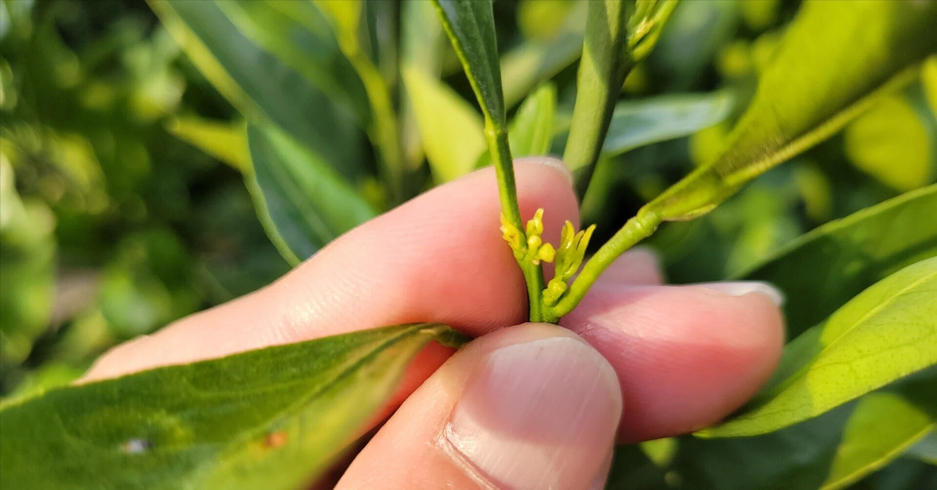 花芽ページ みかん、レモンの実を付けるコツ！『柑橘の花芽分化と剪定のポイント