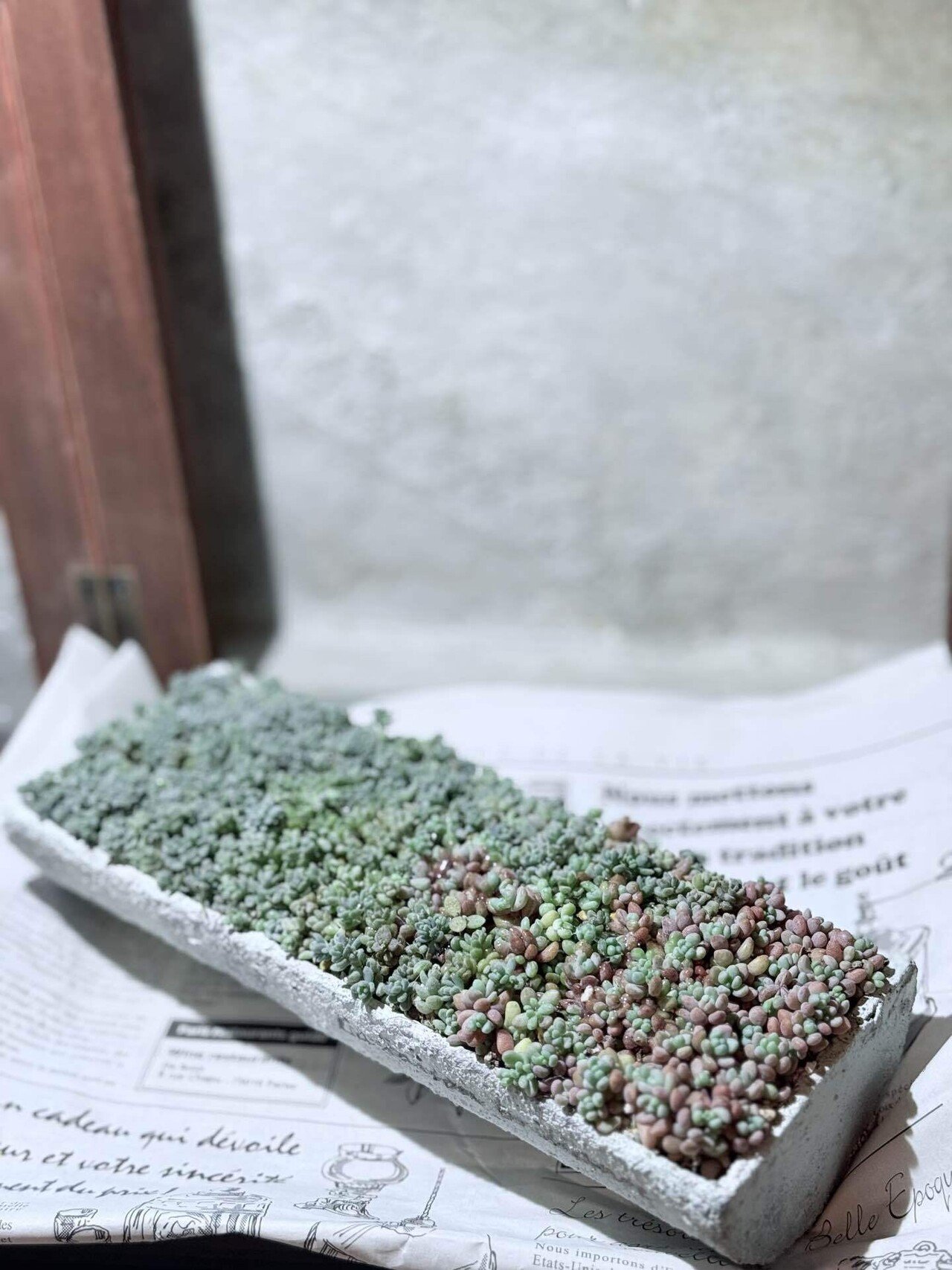 彩りnote7.10.22【パープルヘイズの雨どい寄せ植え】｜__bebe 𓇗 ⚚ 𓇚