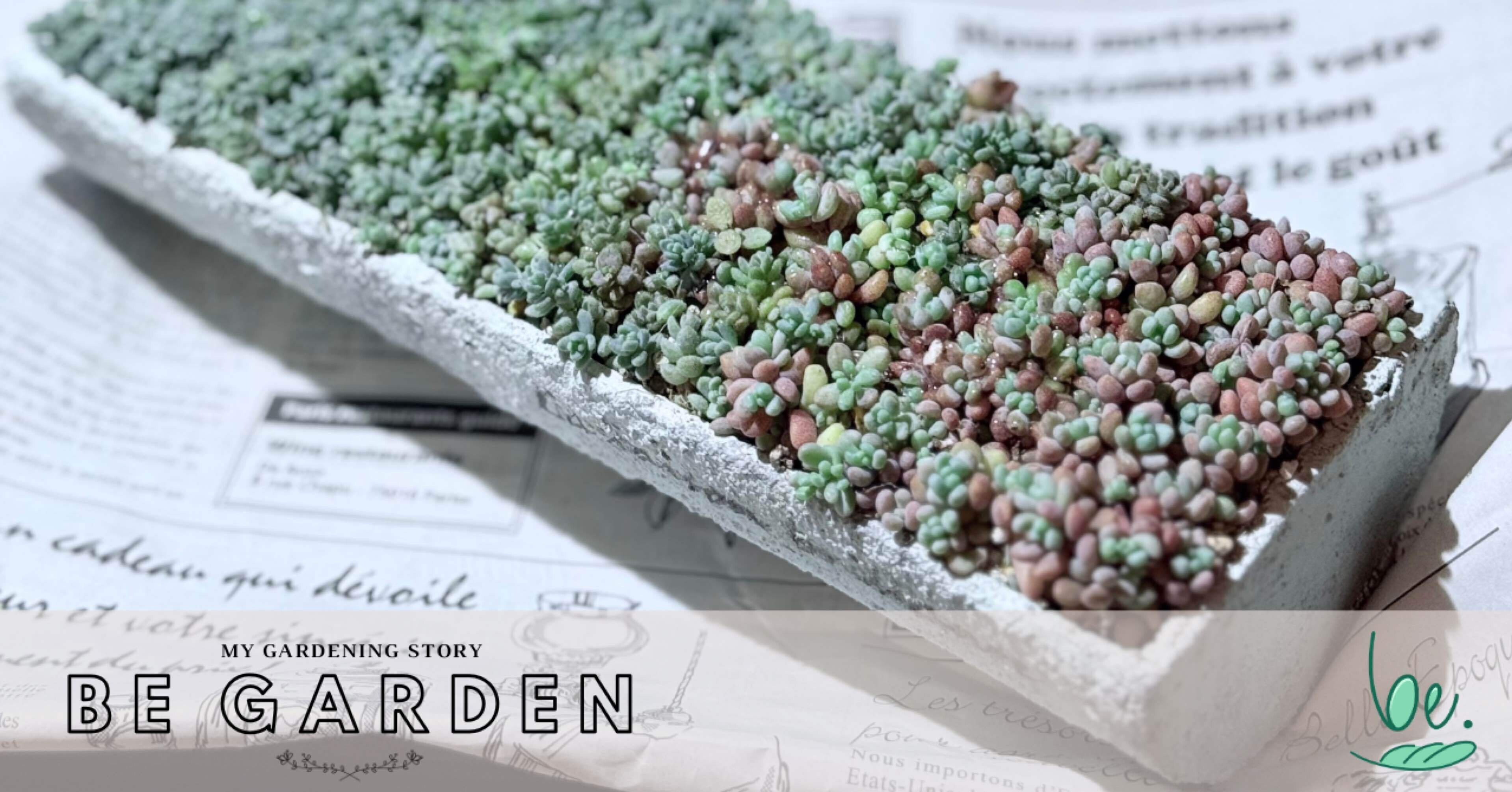 彩りnote7.10.22【パープルヘイズの雨どい寄せ植え】｜__bebe 𓇗 ⚚ 𓇚