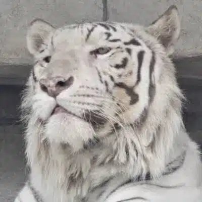 NoB