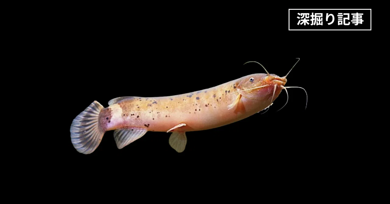 デンキナマズのすべて：分類、生態、そして私たちとの関わり｜MASUKO