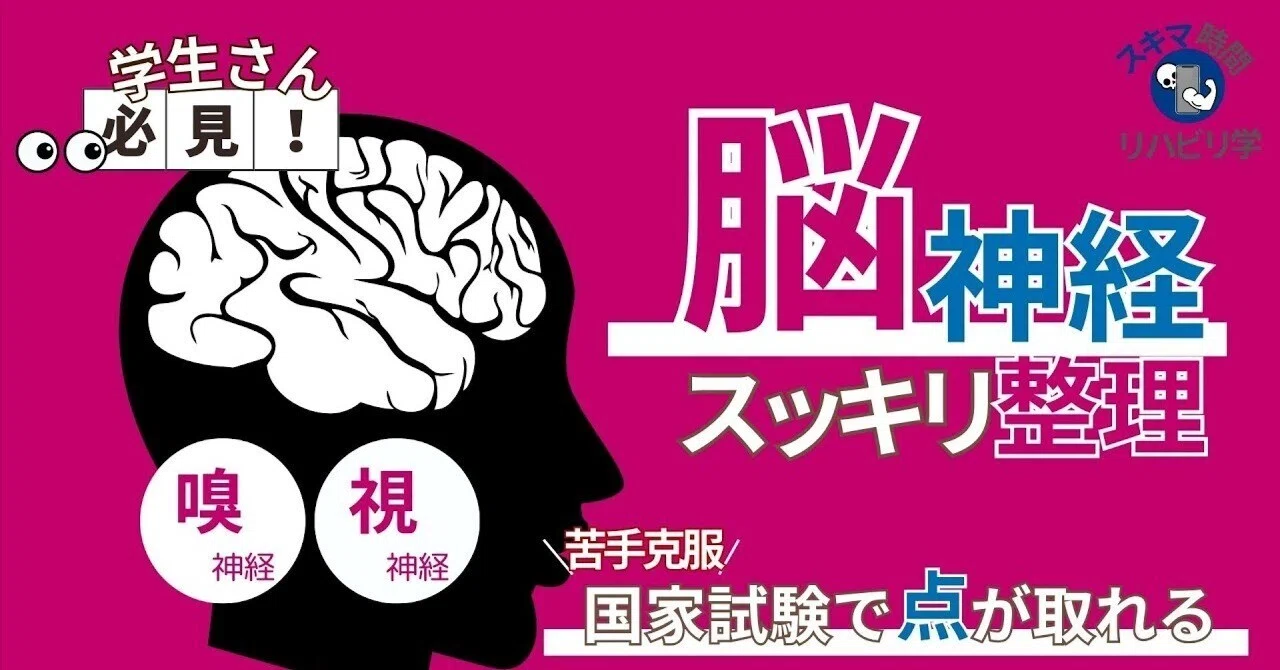 国試頻出】視神経を徹底解説！機能と評価方法をわかりやすく整理