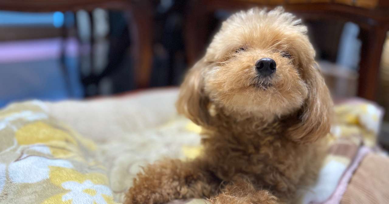 犬の慢性腎臓病 の新着タグ記事一覧 Note つくる つながる とどける
