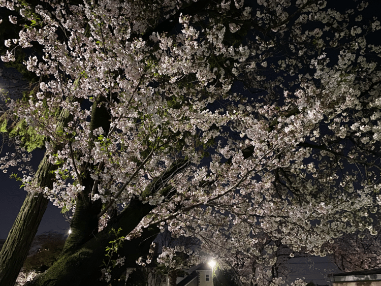 昨晩、資源ゴミを出しに行きました。
夜の桜も綺麗でした。
