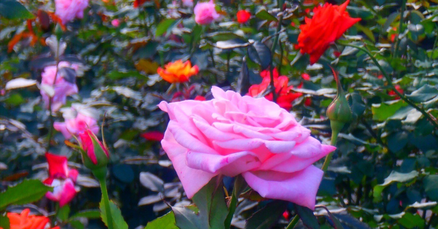 若かった日々を』｜楠井花乃