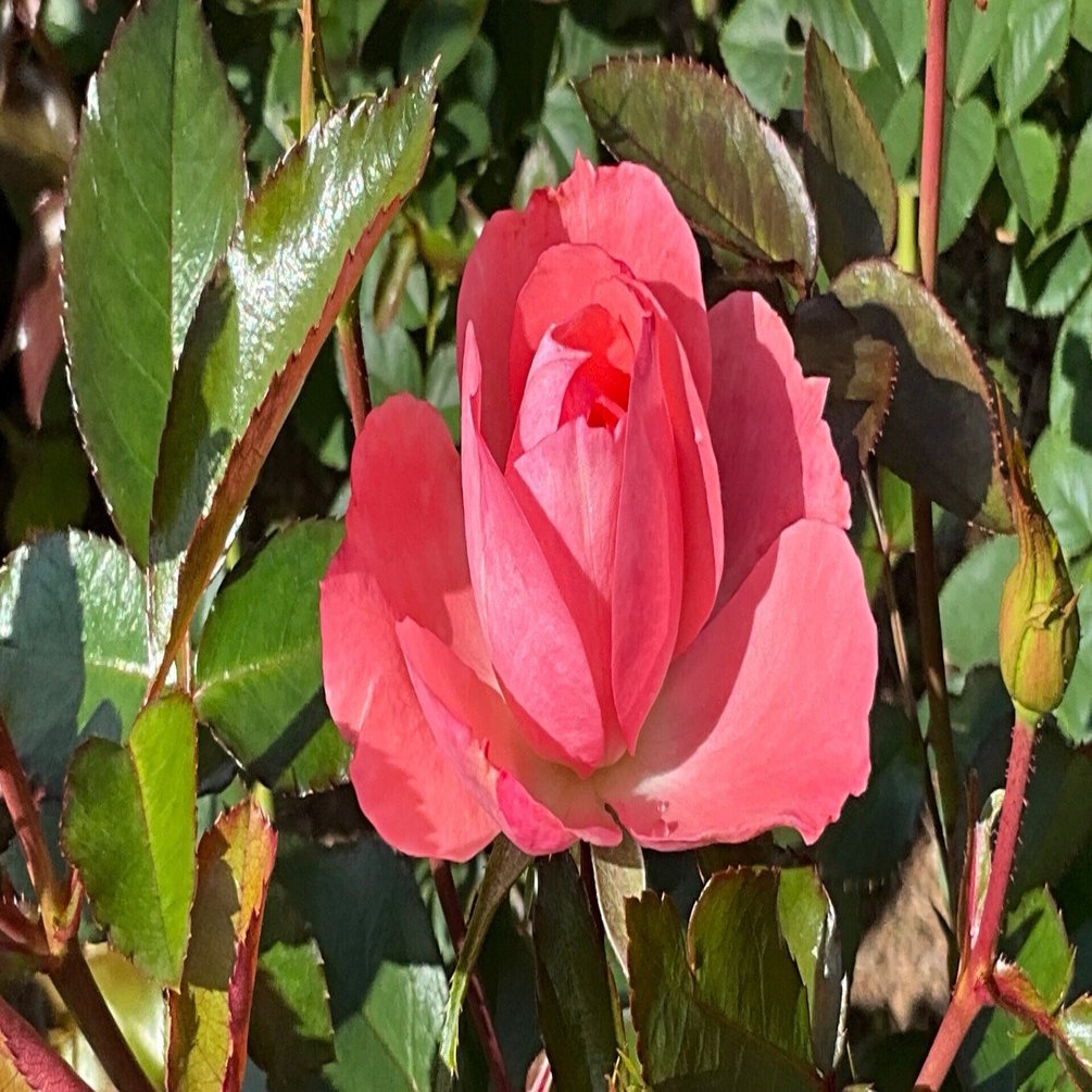 10月25日前後のばら園（京都府立植物園）：2025年10月27日（月）｜藤井