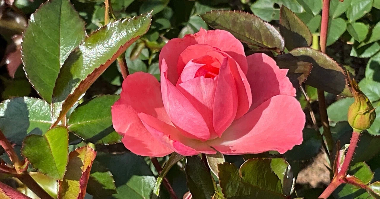 10月25日前後のばら園（京都府立植物園）：2025年10月27日（月）｜藤井